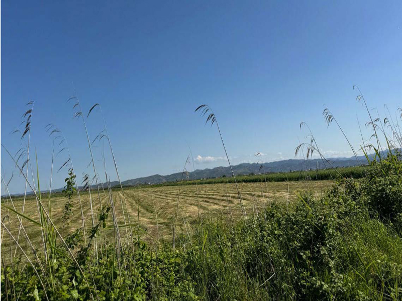 “Arë”, në Tërbuf, Lushnje. 